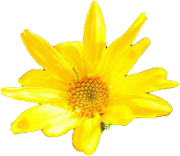 Arnikagif